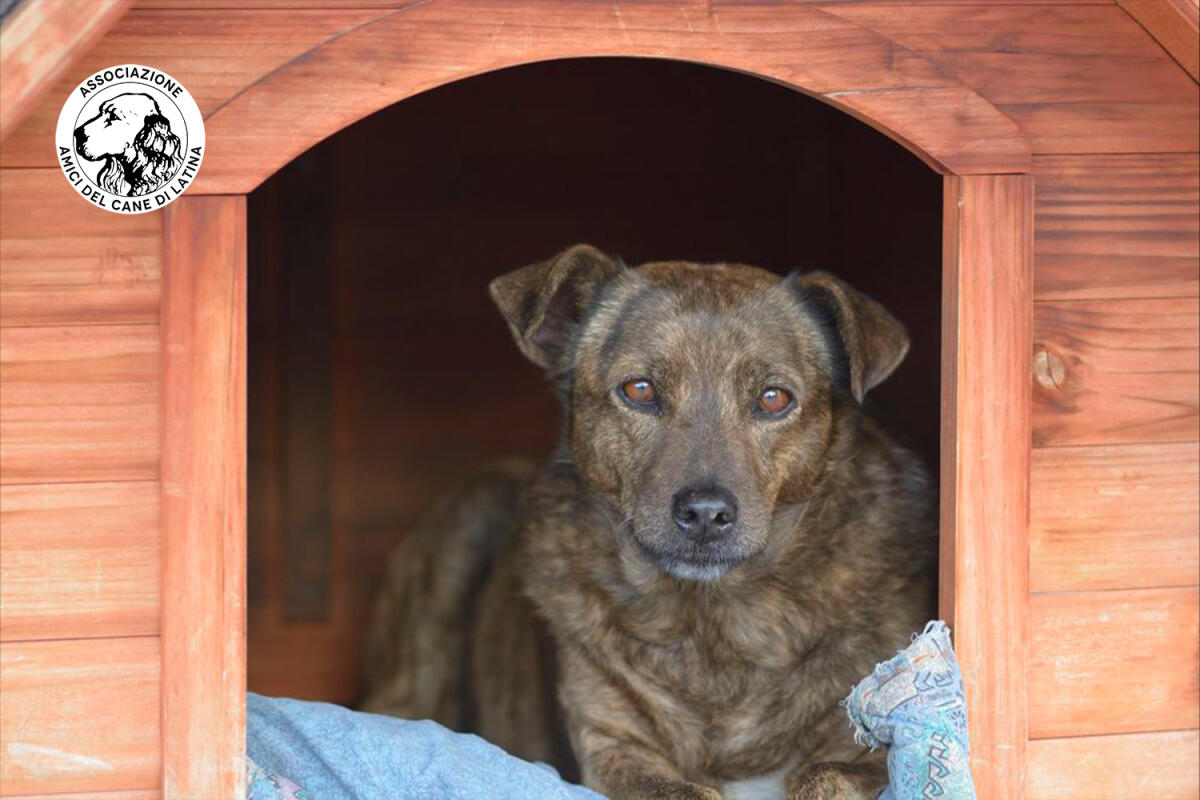 Il Canile di Latina rimane in gestione all’associazione “Amici del Cane” del capoluogo pontino. - 