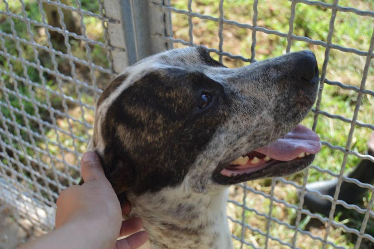 Canile Comunale ad Aprilia "Un grande bluff?" - 