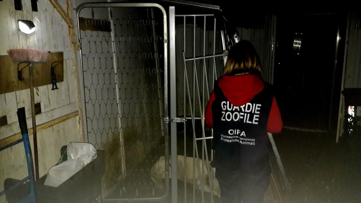 Cani reclusi tra feci, urina e spazzatura - 