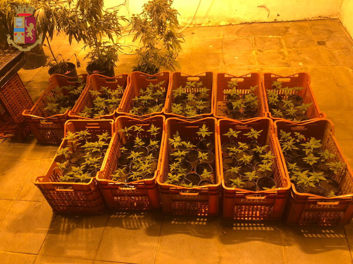 33enne di Aprilia arrestato alla Squadra Mobile di Roma: in casa deteneva 40 chili di marijuana appena raccolta. - 