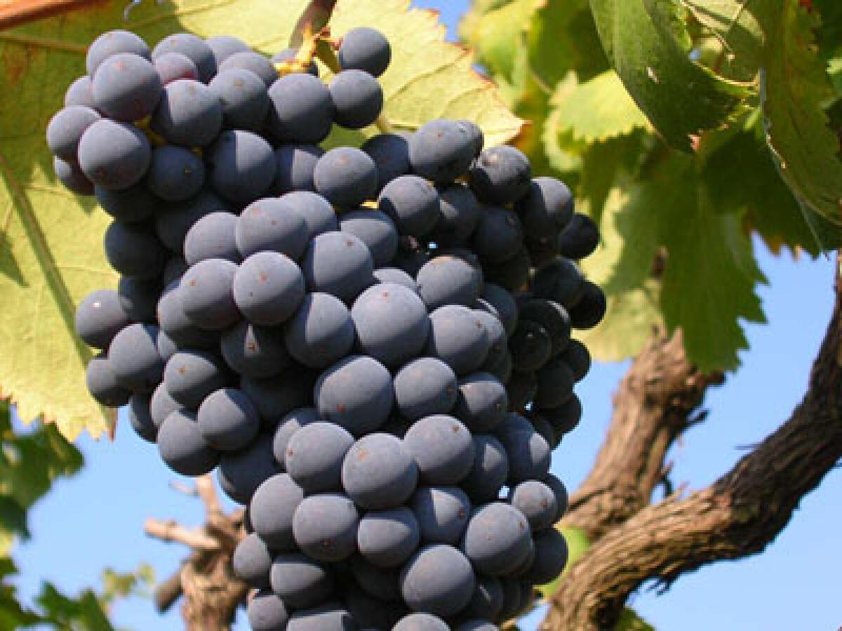 Questa domenica in piazza Roma, ad Aprilia, torna la “Rassegna enogastronomica dell’Uva e del Vino”. - 