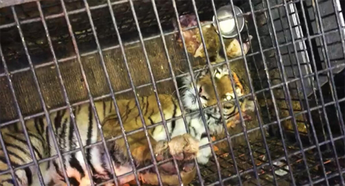 Odissea per 10 tigri partite da Latina e destinate ad un zoo in Russia: una è morta, un’altra è in fin di vita. - 