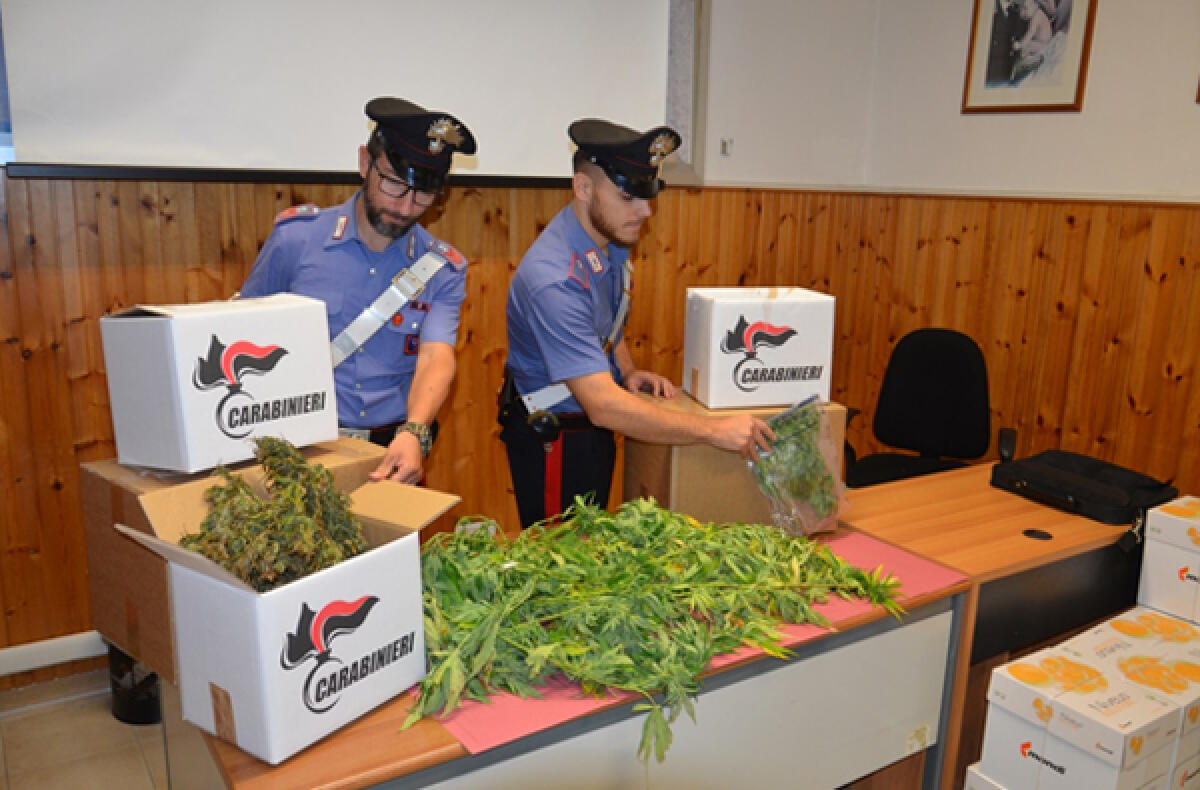 Un chilo di marijuana e 13 piante sotto sequestro, in arresto 42enne - 
