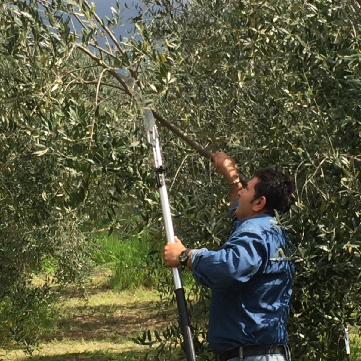 Velletri, cade dall'albero mentre raccoglie le olive - 