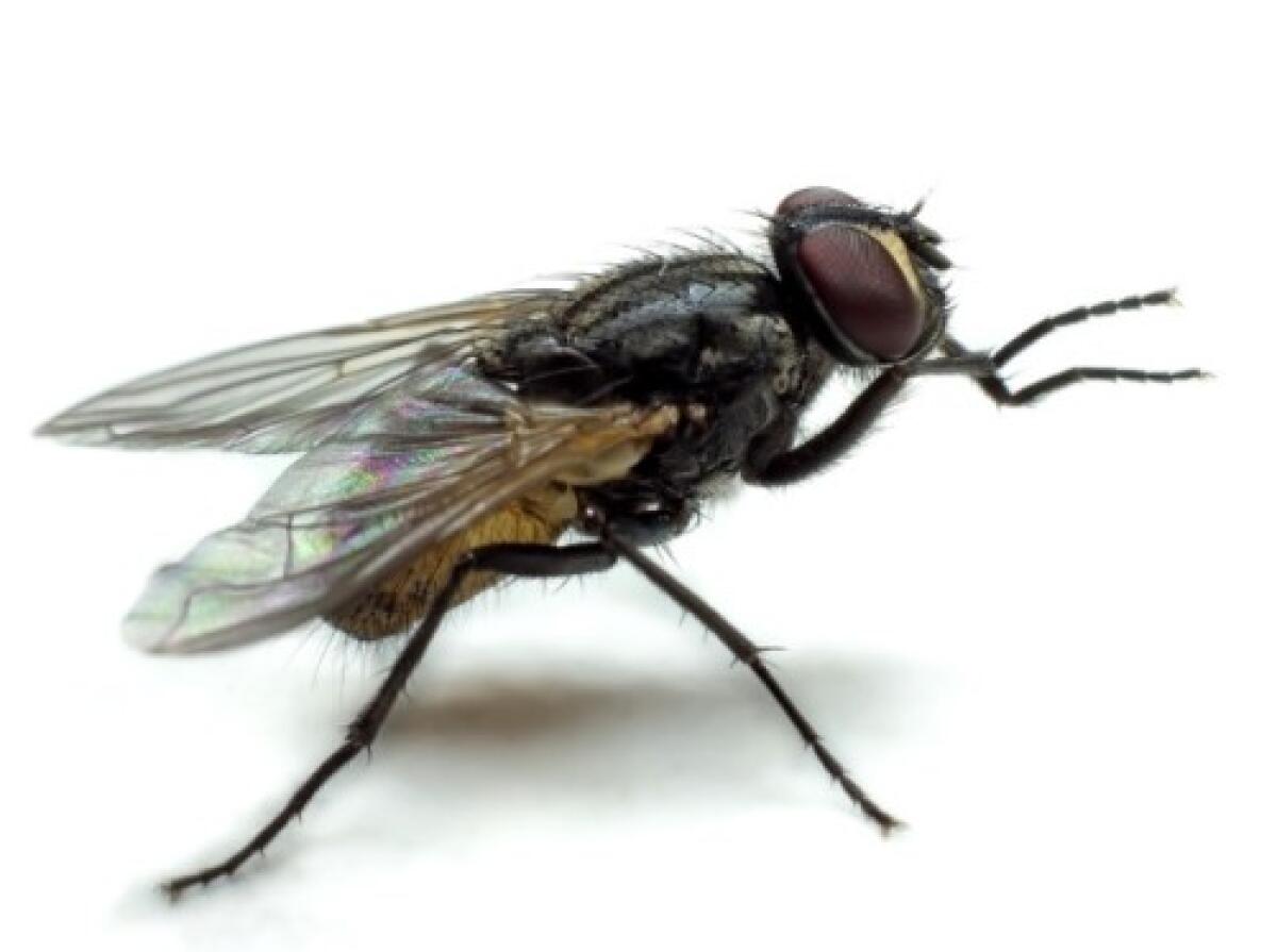 Aprilia - Dopo i cattivi odori a Fossignano arrivano le mosche - 