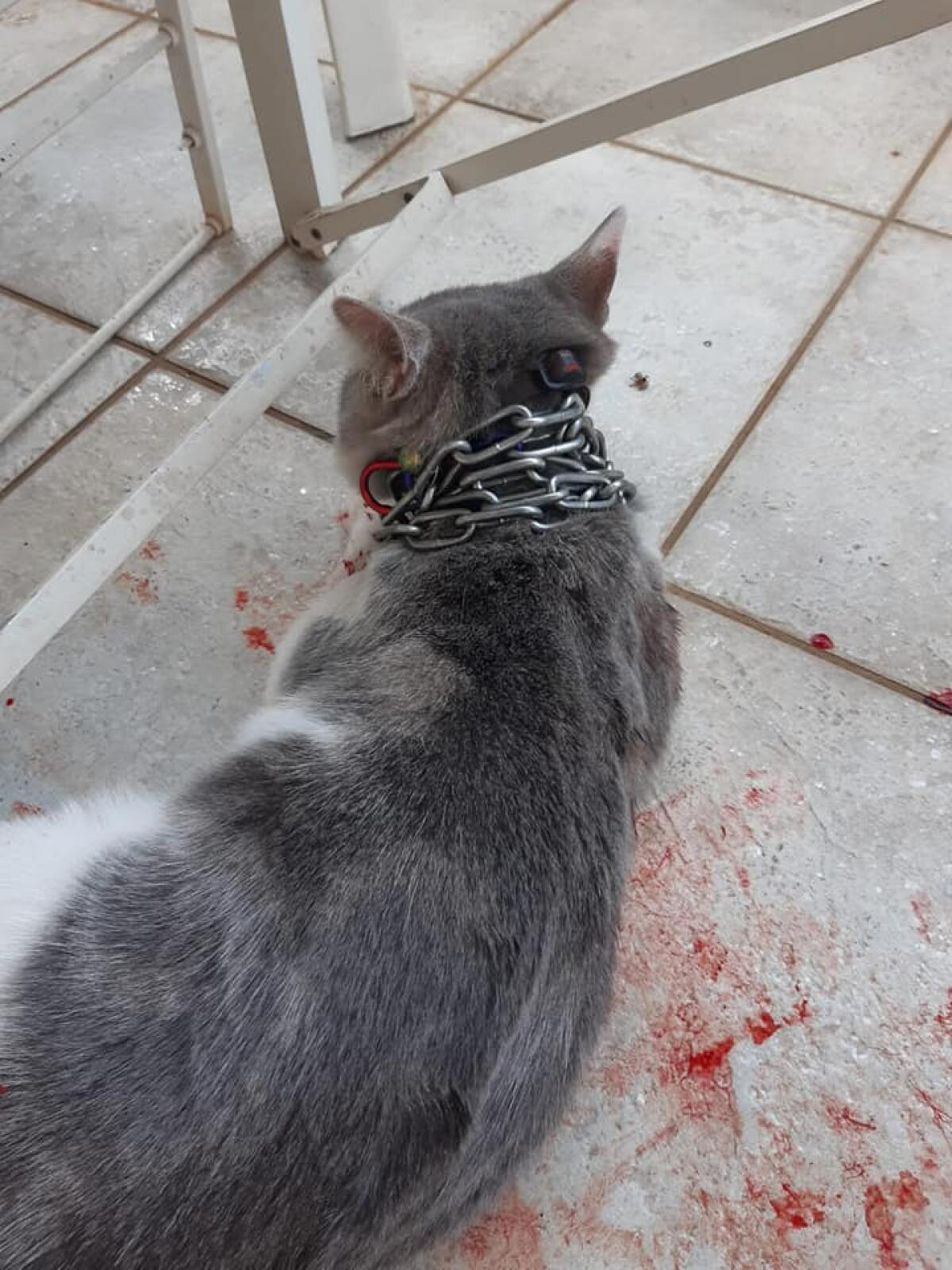 Orribile storia a Latina: gatto incatenato e lanciato in un giardino - 