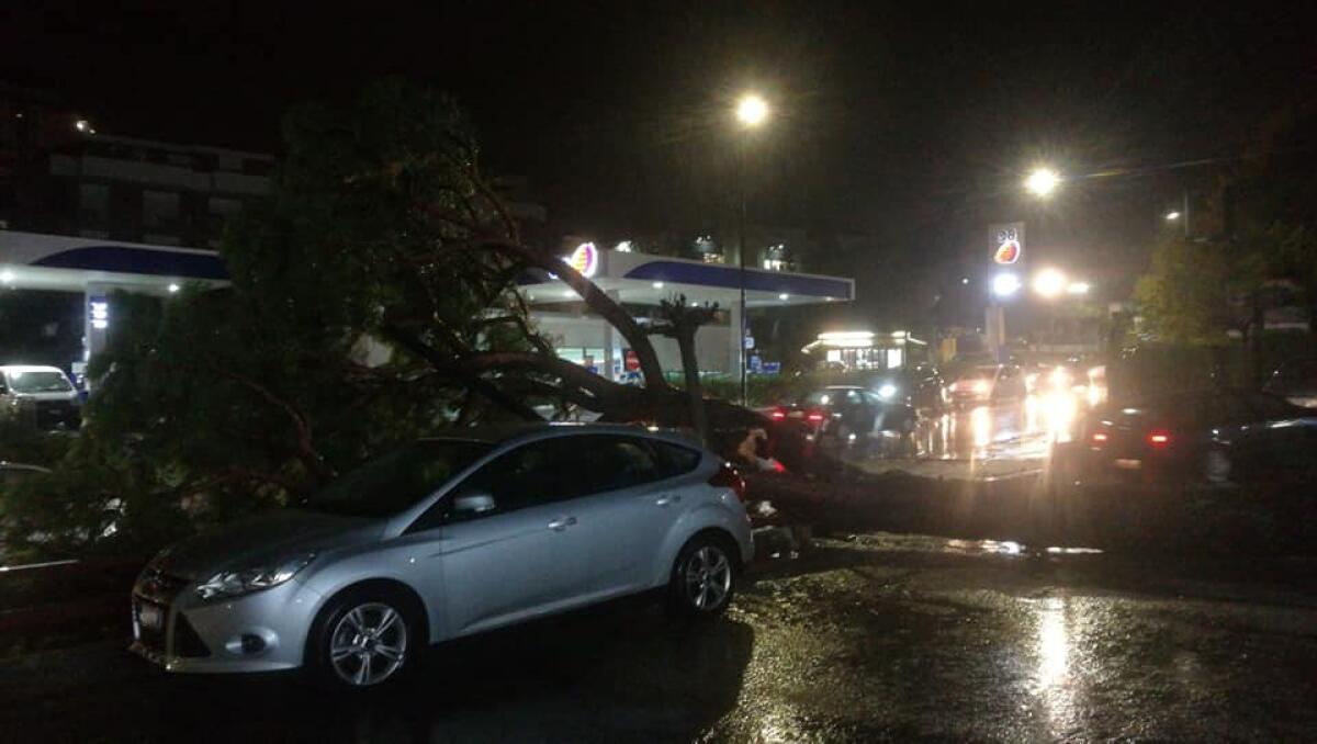 Maltempo, a Velletri albero precipita in viale dei Volsci - 