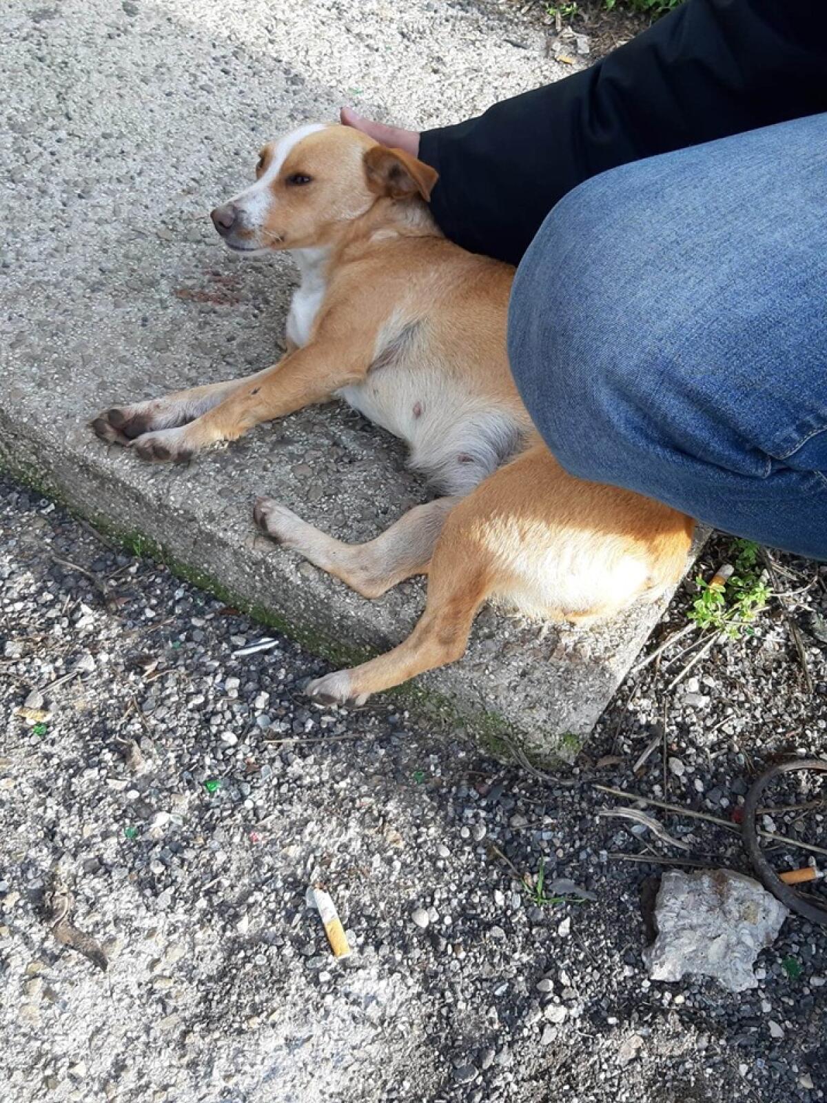 APRILIA - Tre cani investiti sulla Pontina. L’appello di Amici di Birillo: "occorrono interventi per il randagismo". - 