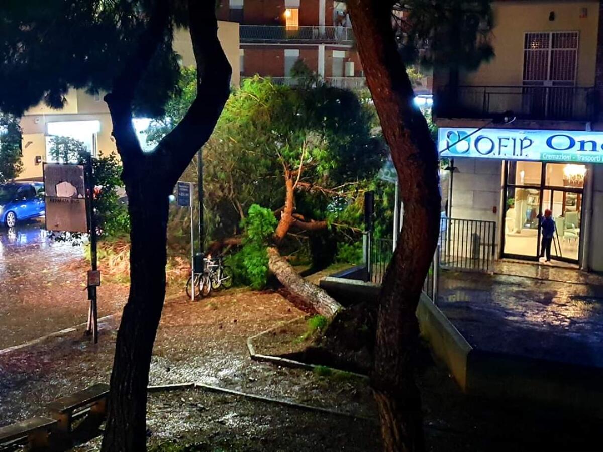 Maltempo, alberi e rami spezzati a Latina e Pomezia - 