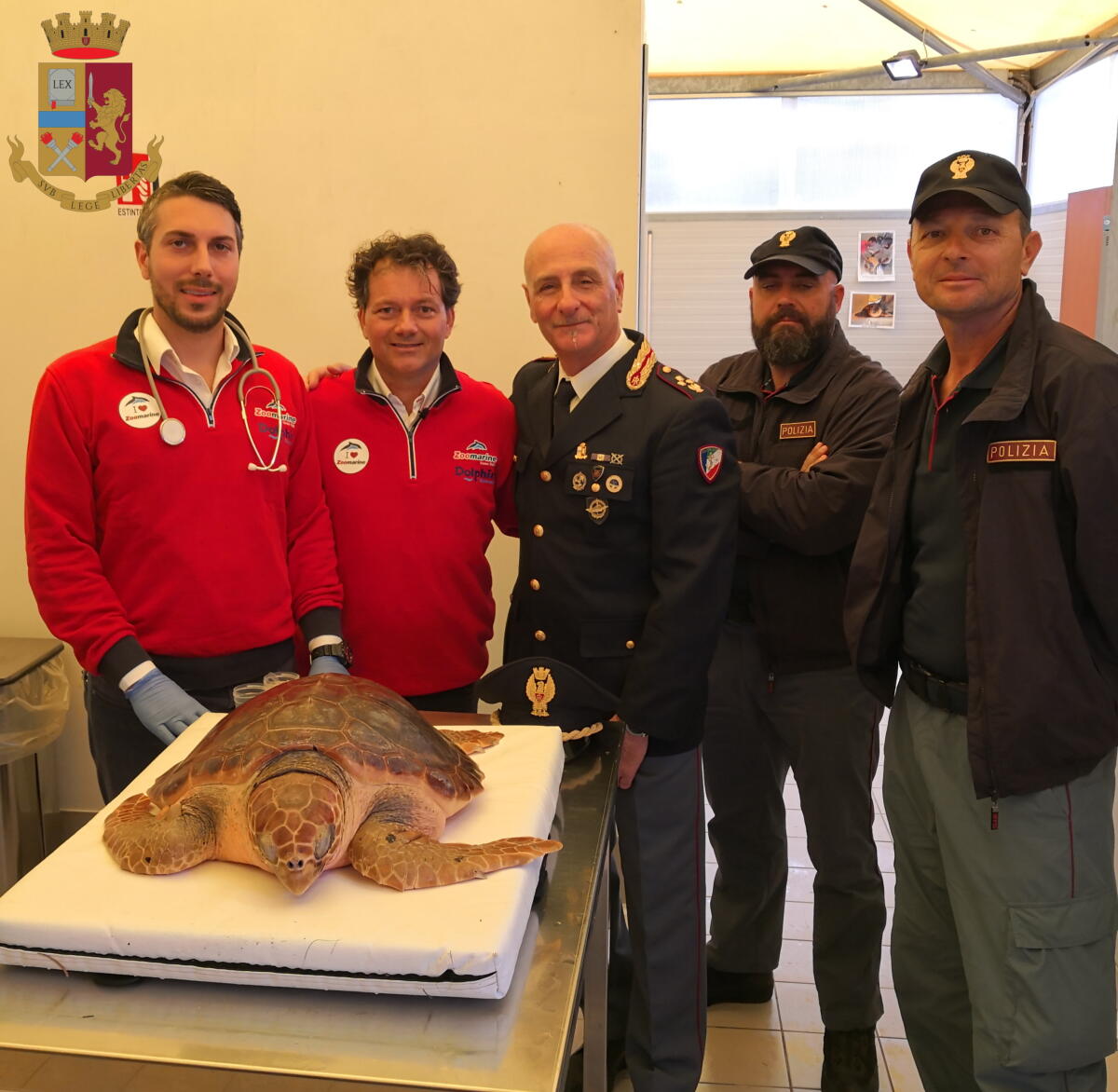 La Polizia libera in mare, al largo di Nettuno, una tartaruga “Caretta Caretta”. - 