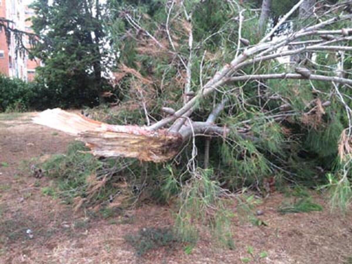 Vento e piogge ad Aprilia, albero precipita in via dei Cinque Archi e in via Selciatella - 