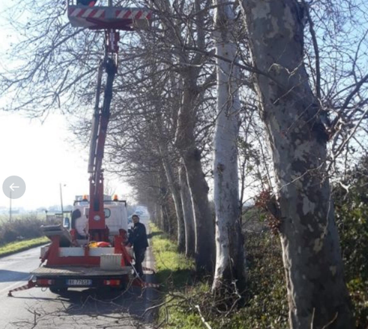 Lavori di sfalcio e taglio delle alberature oggi e domani sulla Nettunense. - 