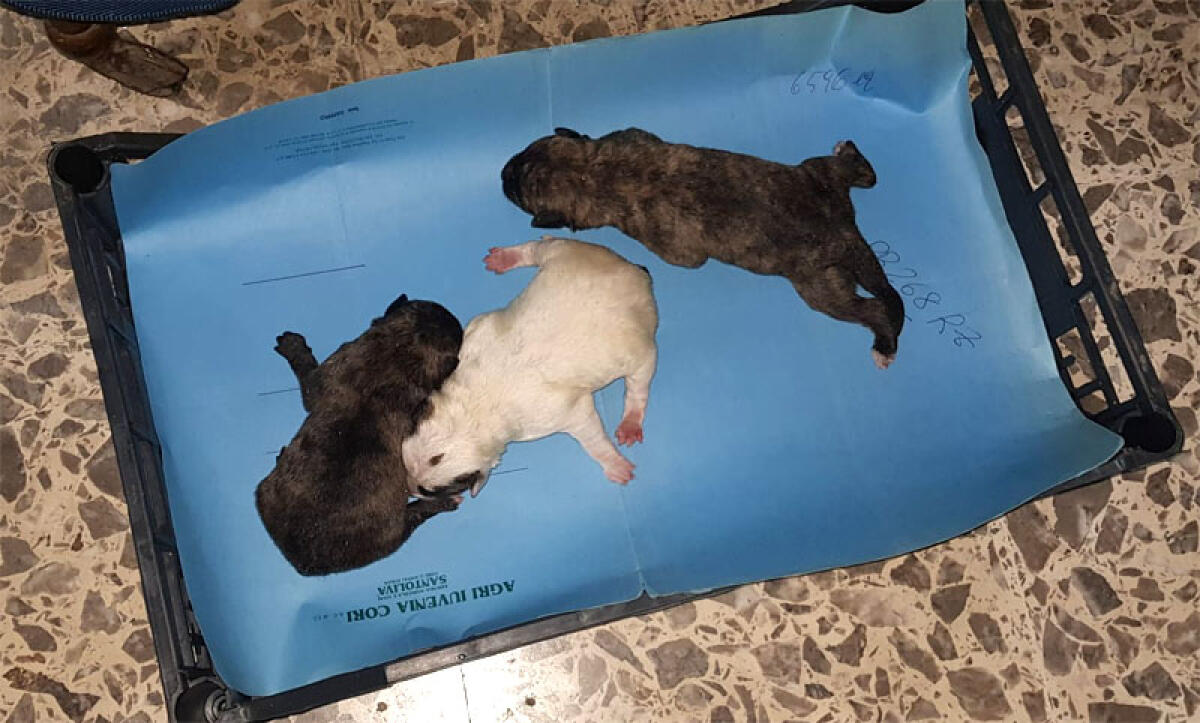 Tre cuccioli abbandonati in un cassonetto in via dell’Industria, a Latina Scalo: salvati dai Carabinieri. - 