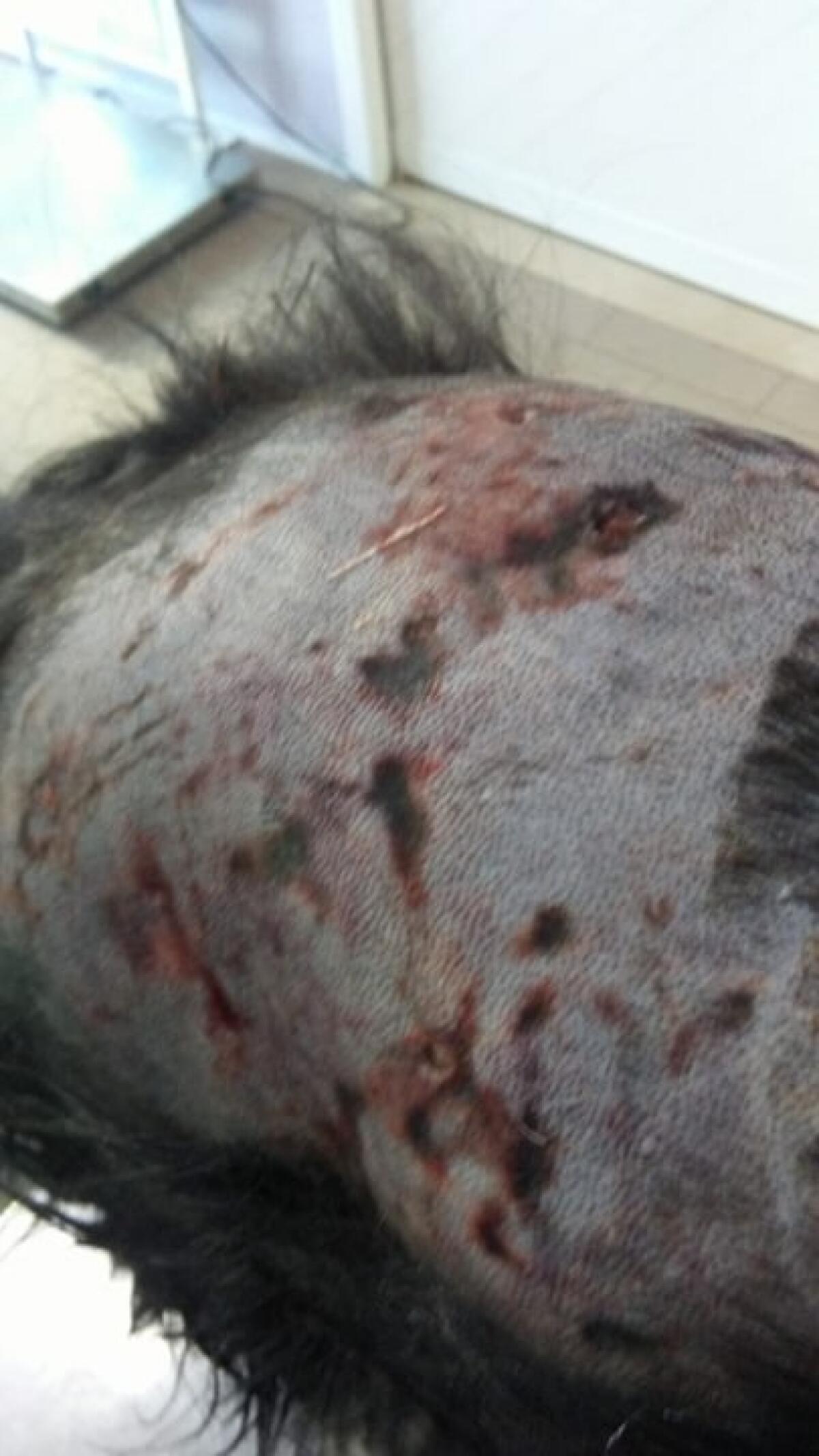 Pensionato a passeggio col cane assalito da un pitbull in via Lussemburgo, ad Aprilia: a farne le spese il suo spitz. - 