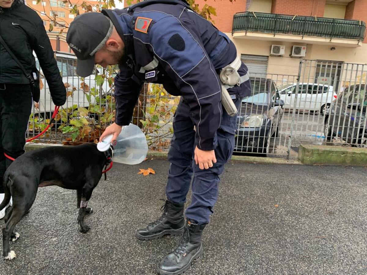 Microchip obbligatorio per i cani: al via a Pomezia i controlli da parte della Polizia locale. - 