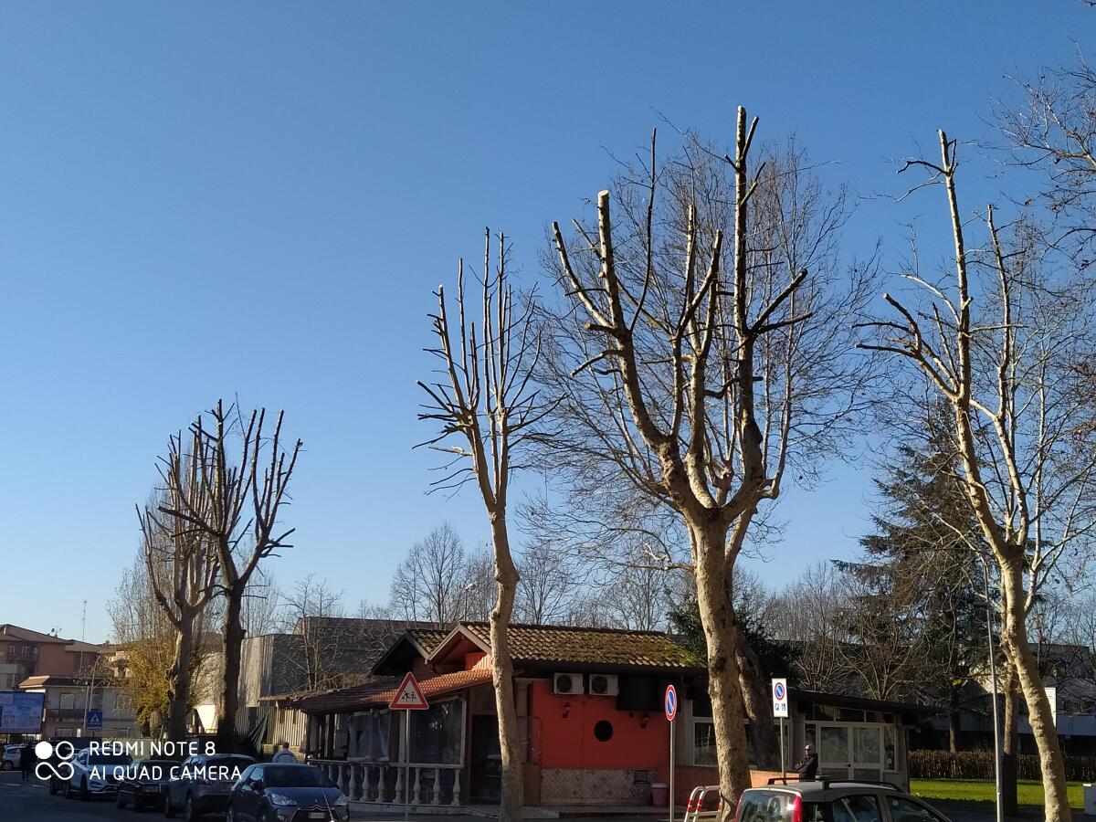 Aprilia, "Interventi aggressivi senza motivo sugli alberi di via dei Mille" - 