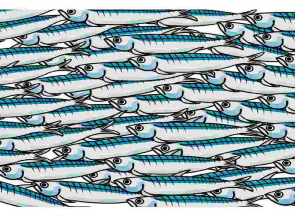 Le Sardine in tour sul territorio pontino, tappa anche ad Aprilia, Cisterna, Latina e Terracina - 