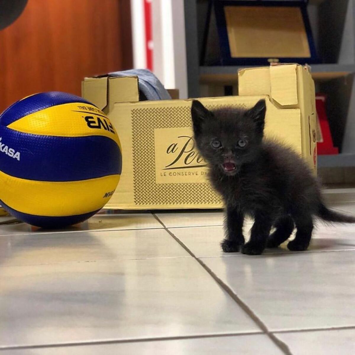 Superlega, riprendono gli allenamenti per la Top Volley Cisterna - 