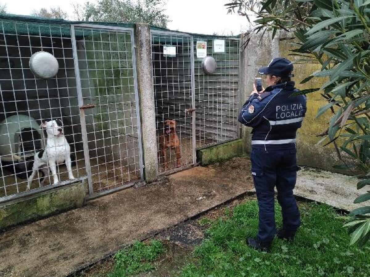Controlli al canile di Pomezia, i liquami venivano sversati nel fosso di Rio Torto - 
