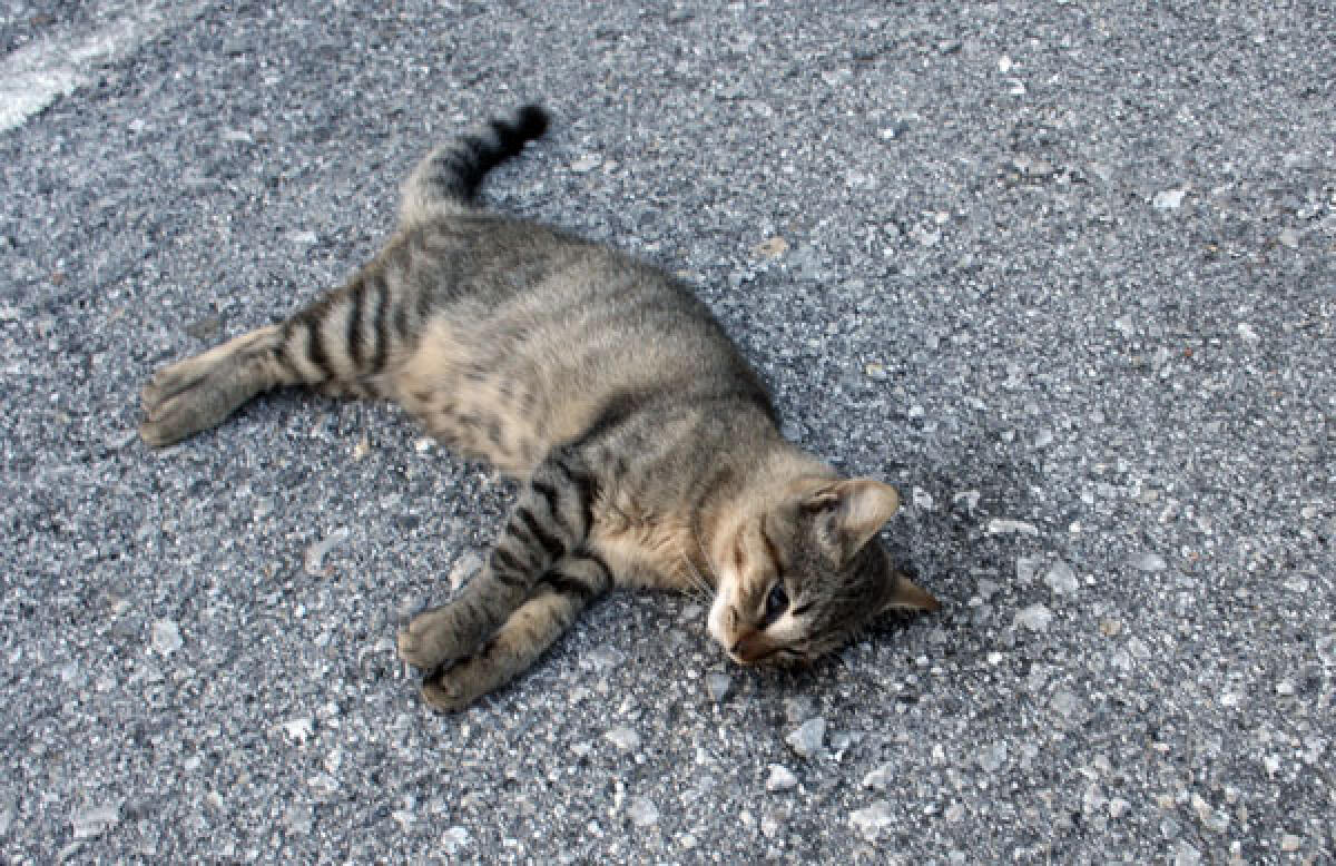 Strage di gatti, forse sono stati avvelenati - 