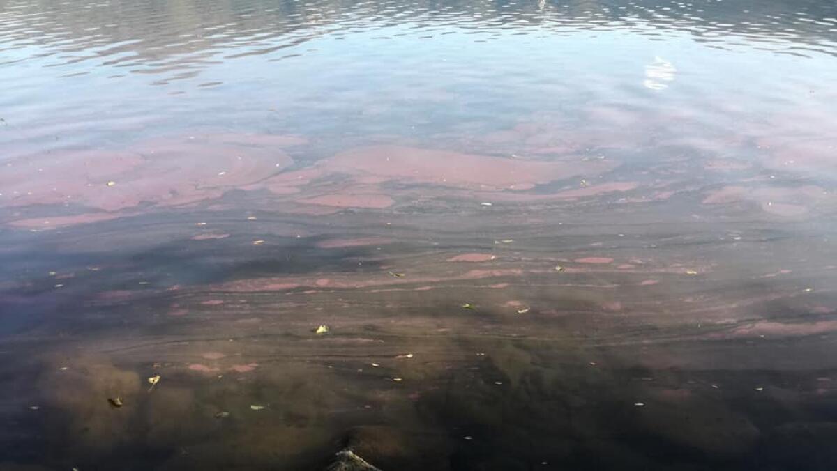 Acque rosse nel lago di Castel Gandolfo, "Fioritura delle alghe in anticipo" - 