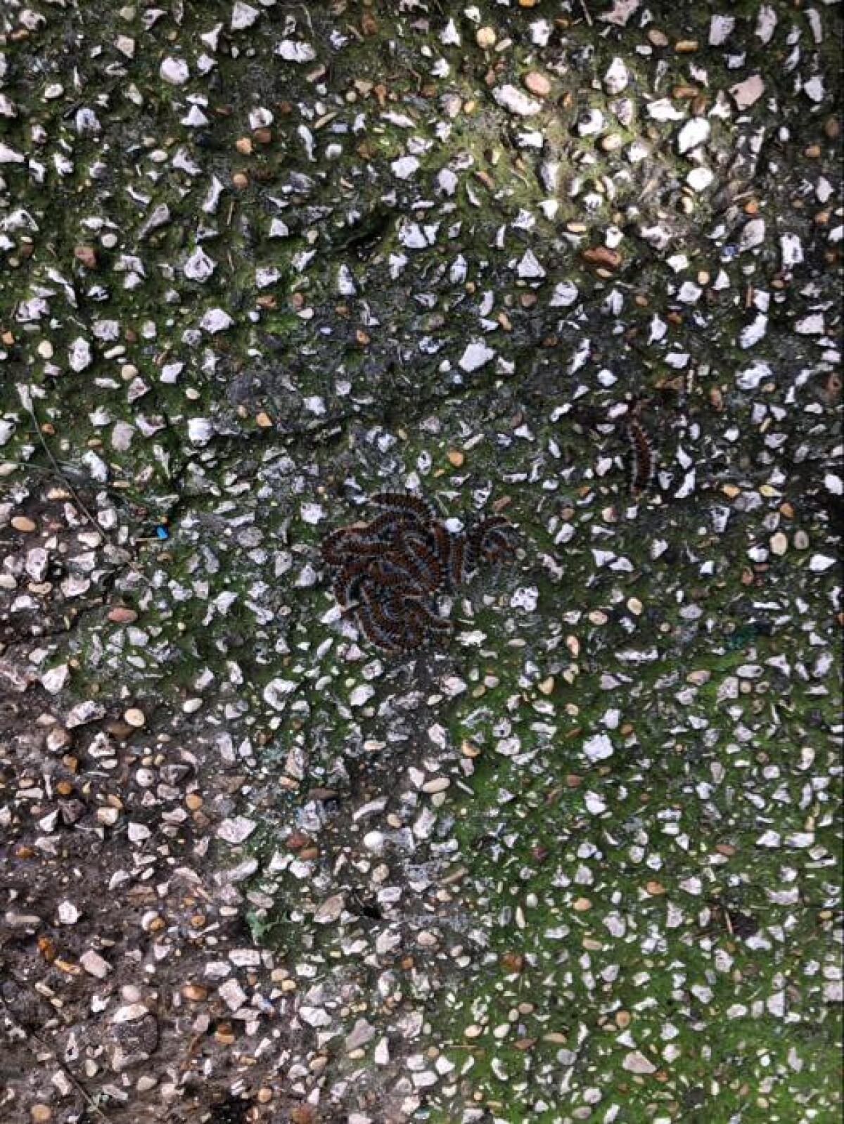 Tornano le processionarie nei parchi di Aprilia: attenzione per i bambini ed i per vostri amici a 4 zampe. - 