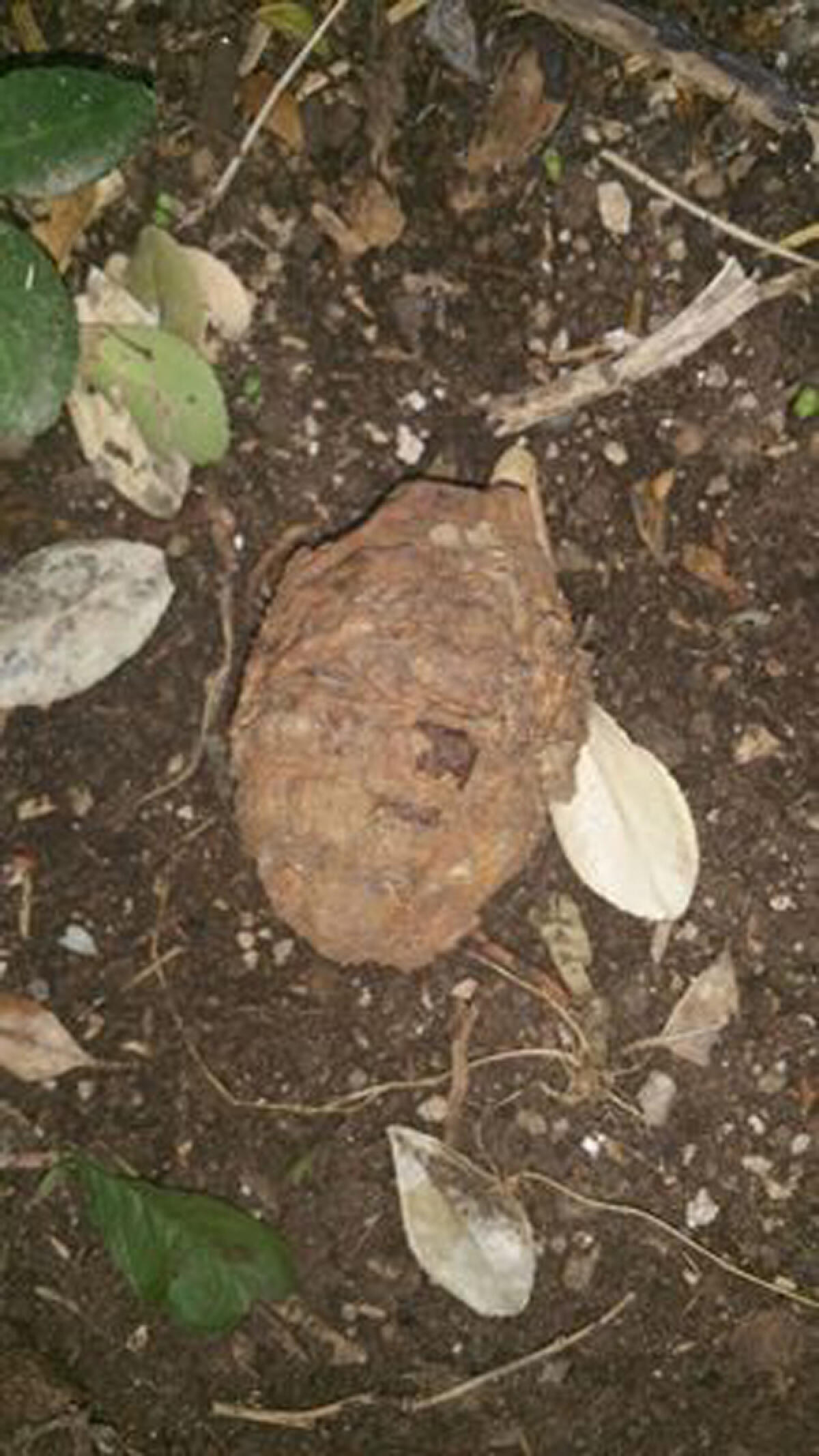 Ordigno bellico rinvenuto in un parcheggio sulla Pontina Vecchia, tra Ardea e Pomezia. - 