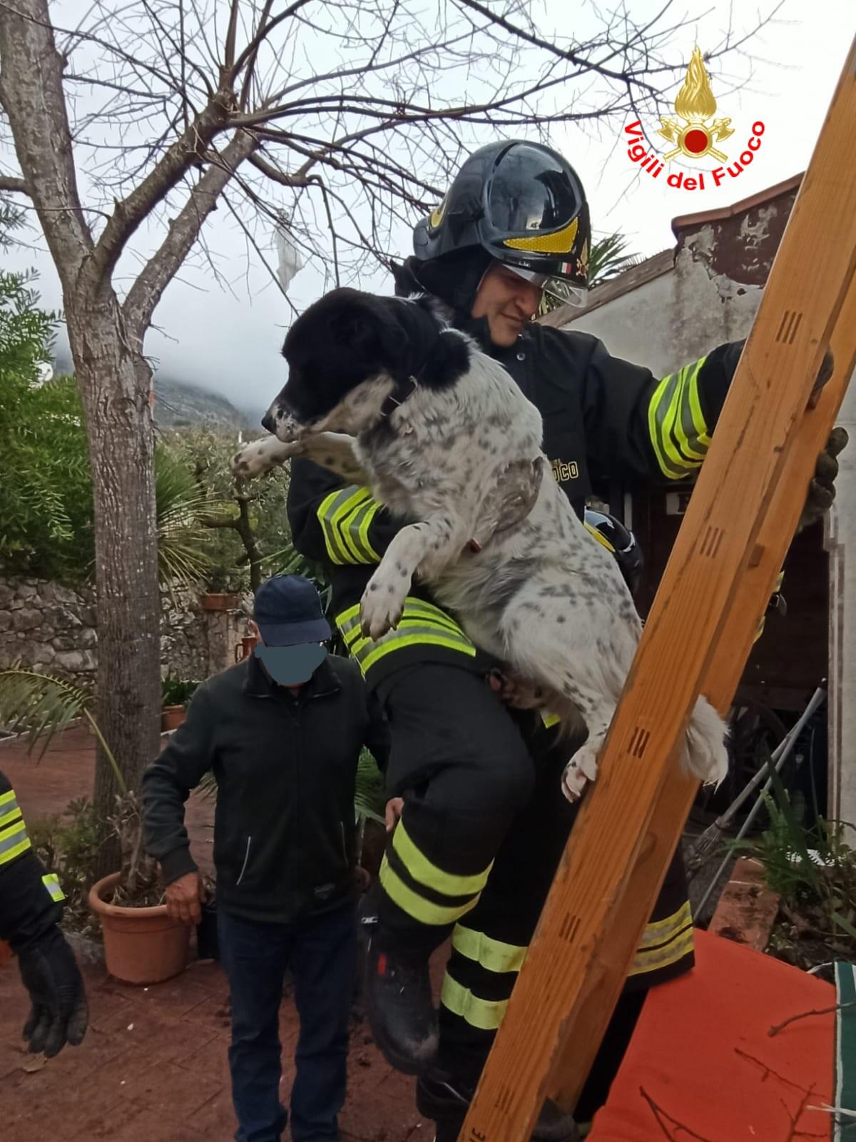 Un cane si rifugia su un tetto, a Formia: viene salvato dai vigili del fuoco. - 