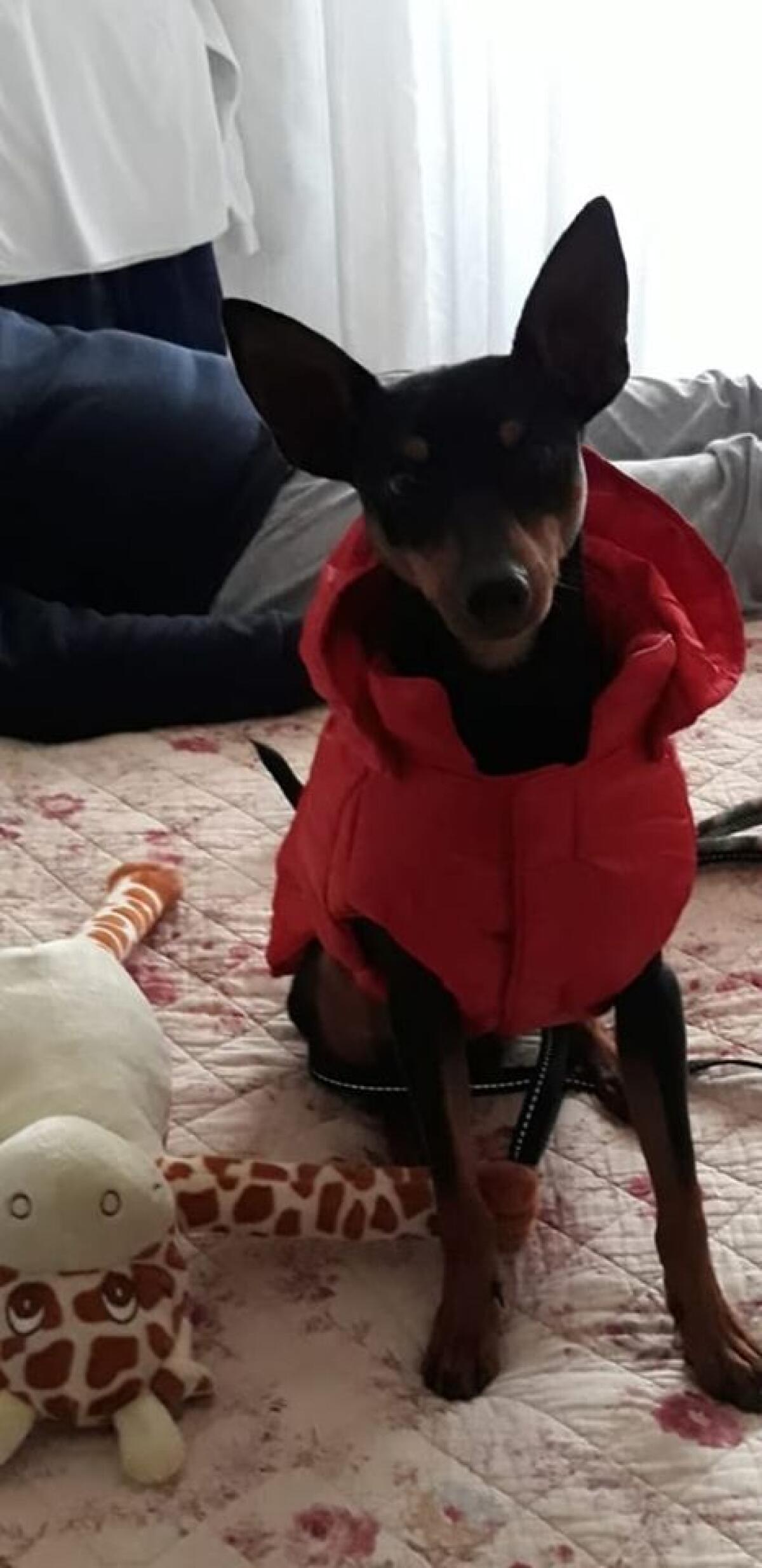 Abbandona il cane in strada ad Anzio, condannato a pagare 4 mila euro - 