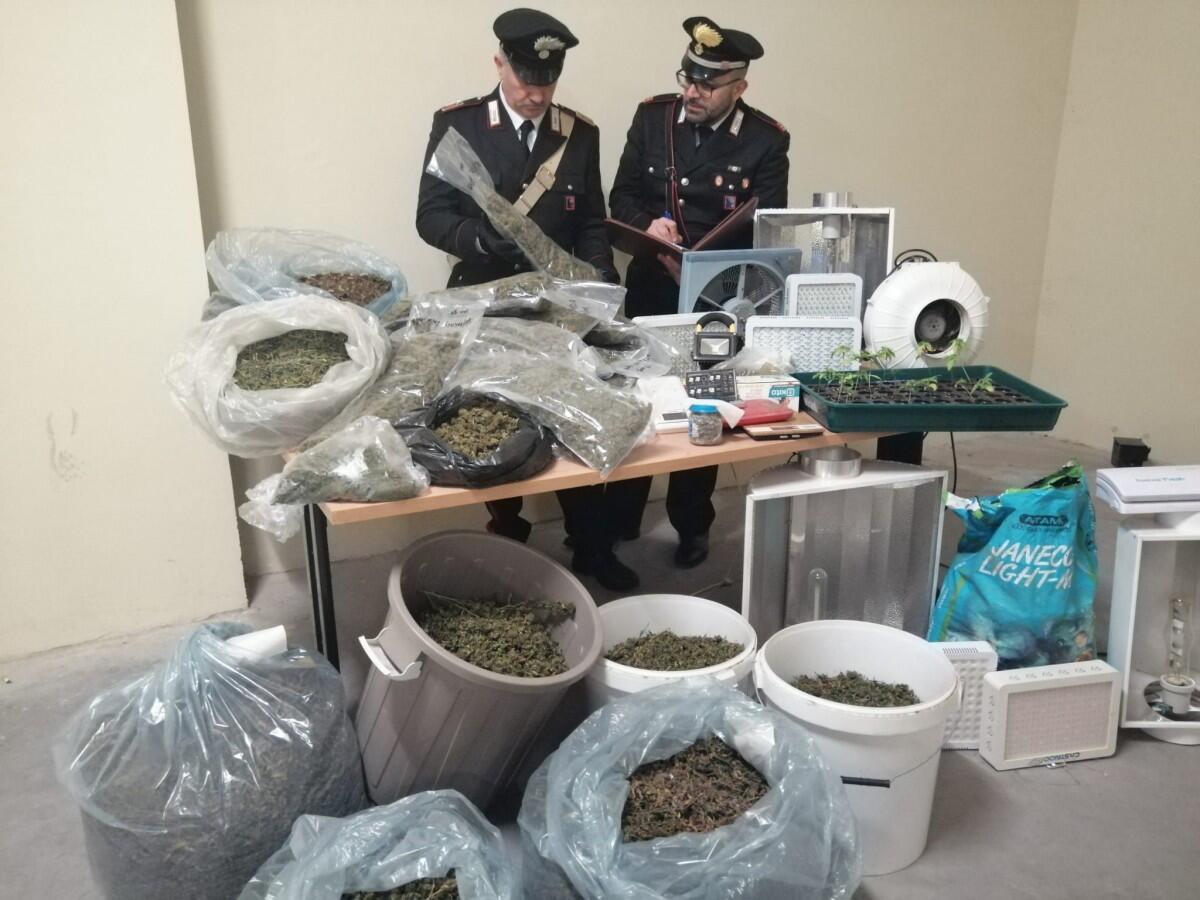 Coltivavano marijuana in casa a Torvaianica, 3 arresti recuperati 37 kg di droga - 