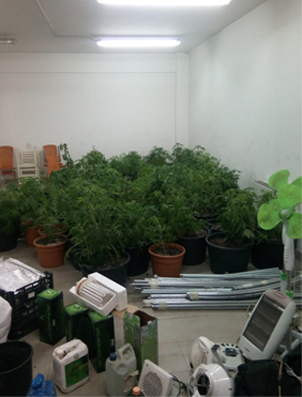 Coltivavano marijuana in casa, un arresto e 3 denunce a Sezze - 