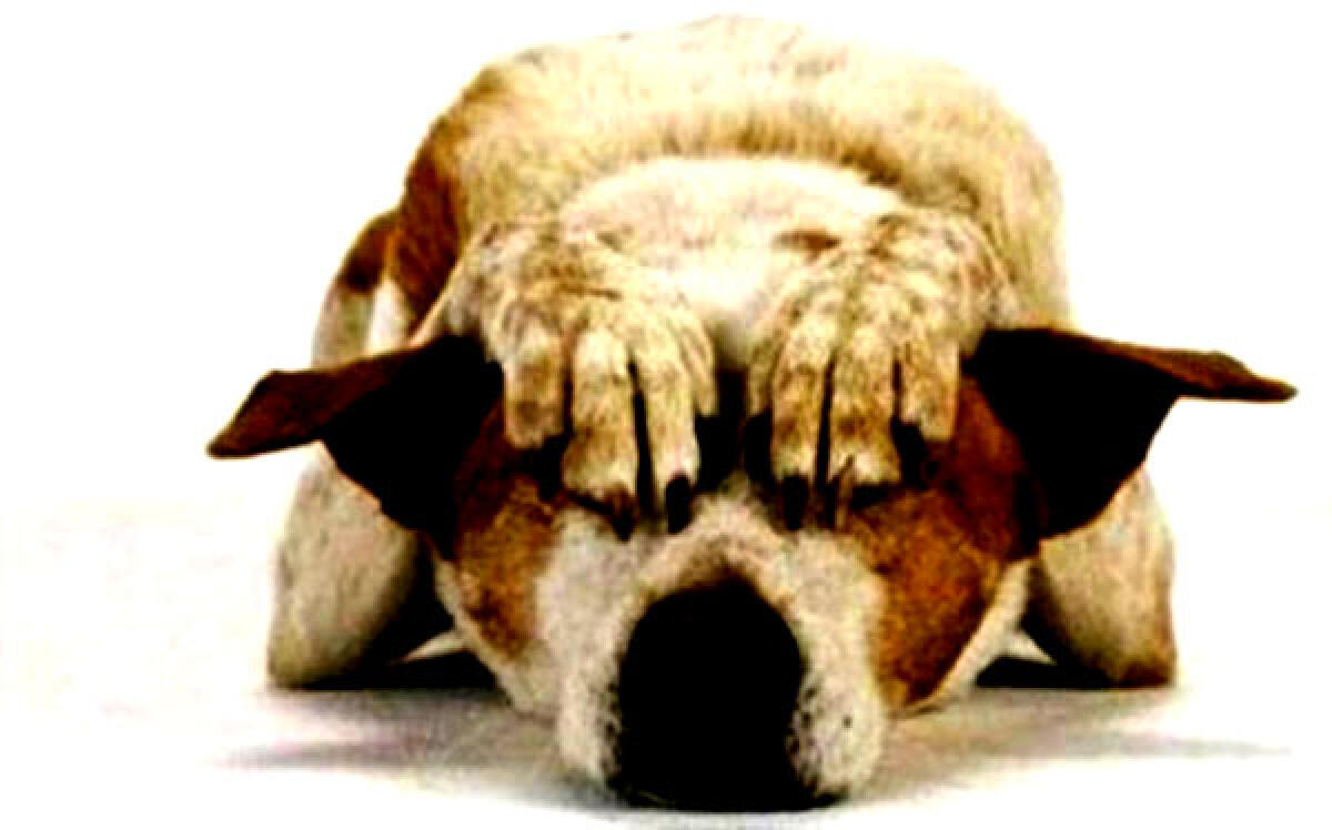 Minaccia un cane con il fucile perché pensa che gli abbia rovinato il raccolto, 59enne denunciato - 