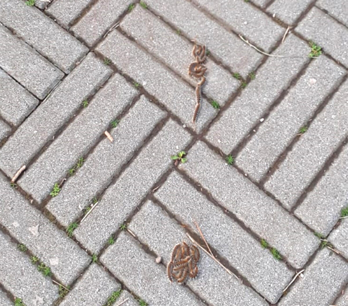 Le processionarie arrivano anche alla pinetina di via degli Oleandri, ad Aprilia, in pieno centro. - 