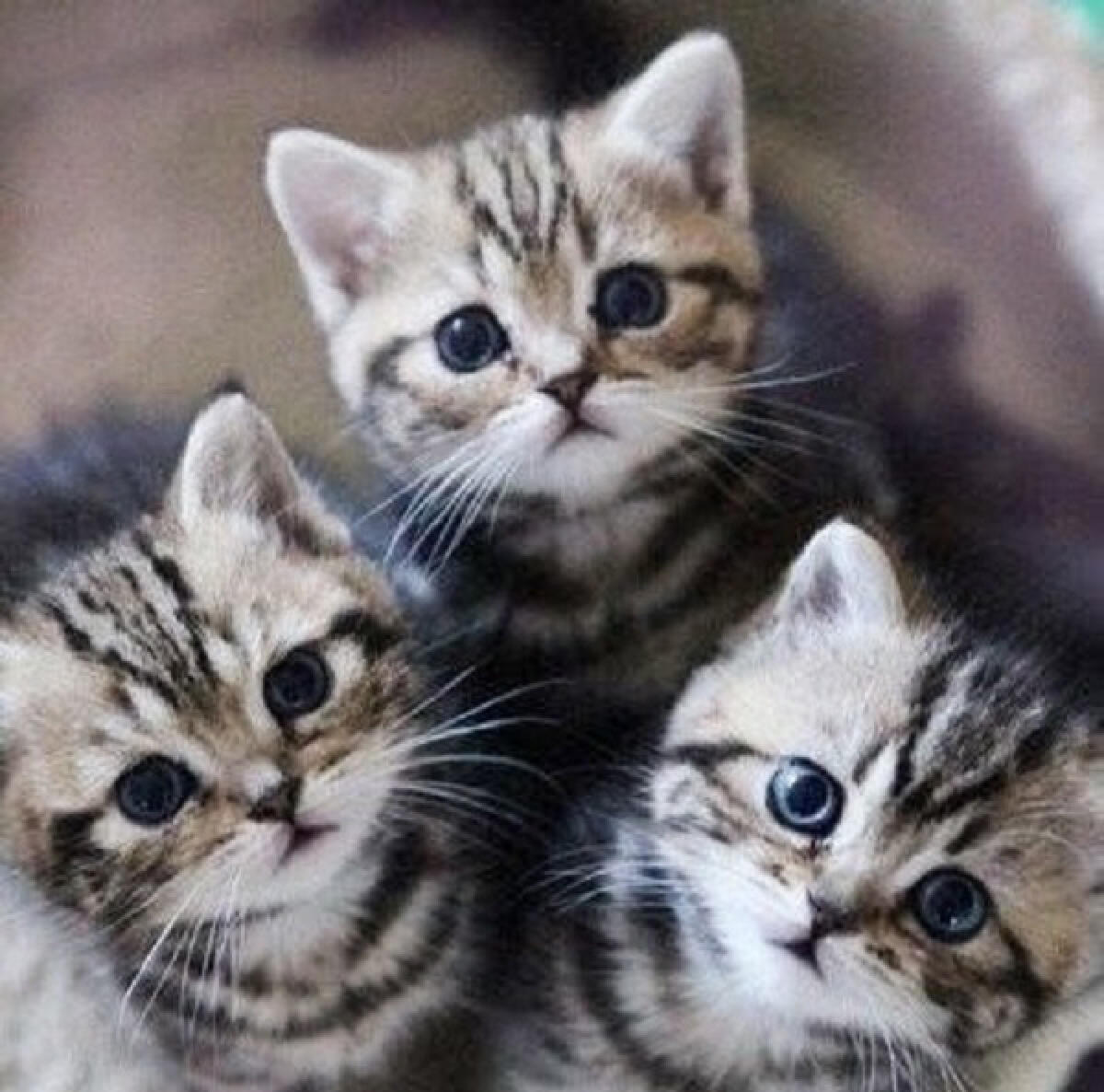 Anzio, gatto sottoposto al test per il covid19. È negativo - 