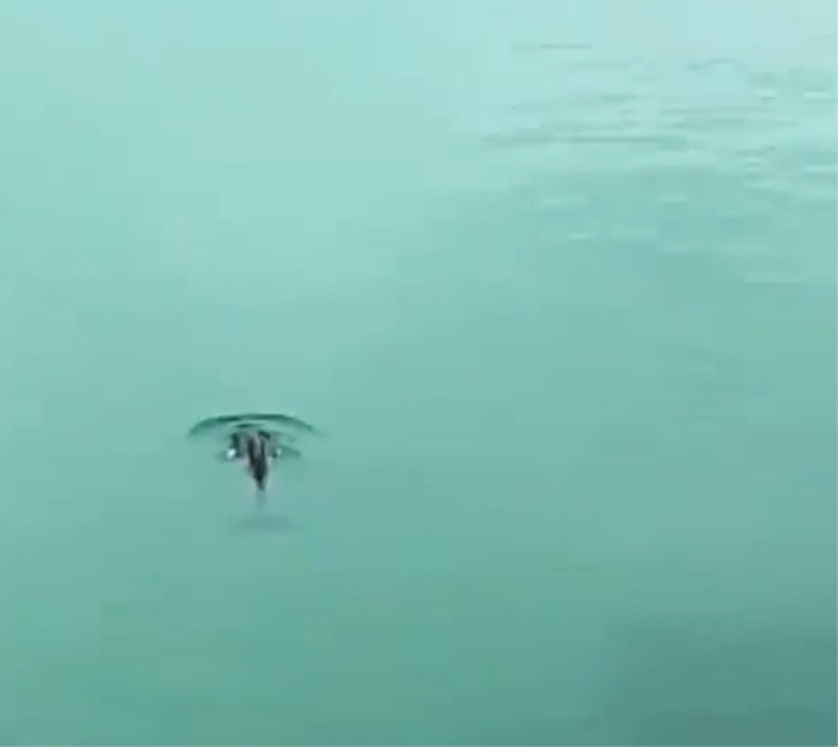 Evento raro al porto di Anzio: fa capolino il piccolo di una balenottera VIDEO - 