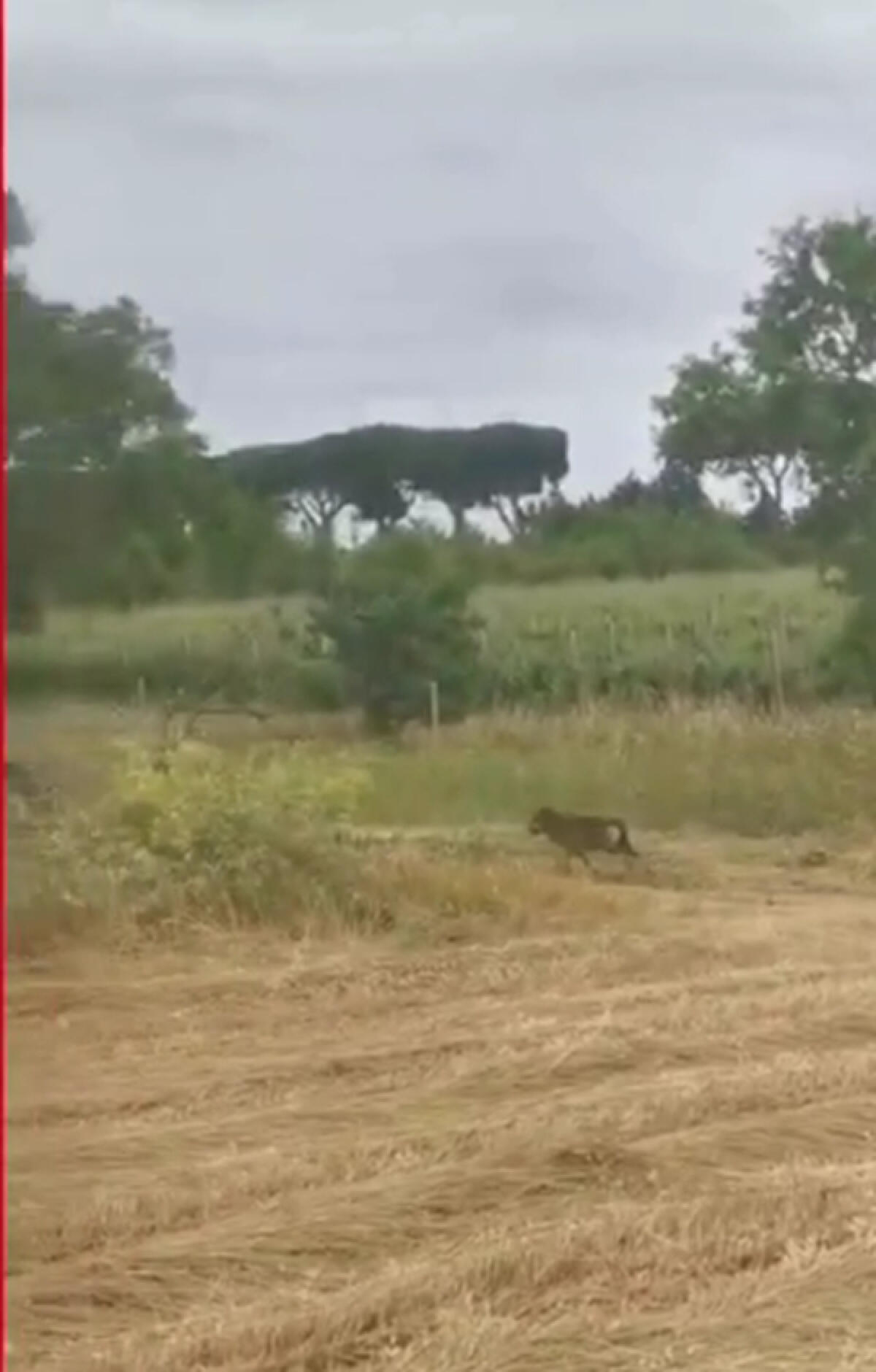 Avvistato un lupo nel quadrante Roma-Sud, Legambiente: "Tuteliamoli" VIDEO - 