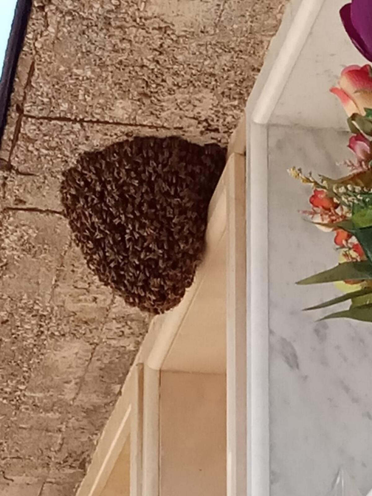 Sciame di api al Cimitero di Aprilia, chiesti interventi FOTO - 