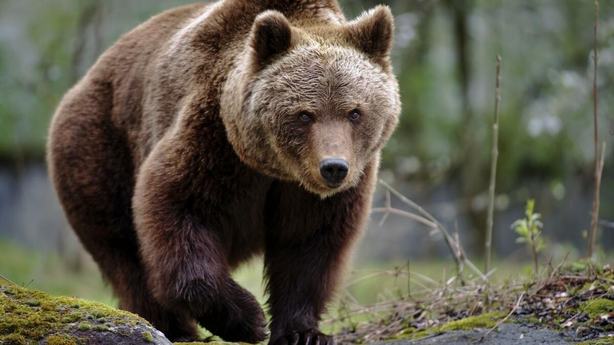 WWF: "Non c'è pace per l'orso bruno marsicano" - 