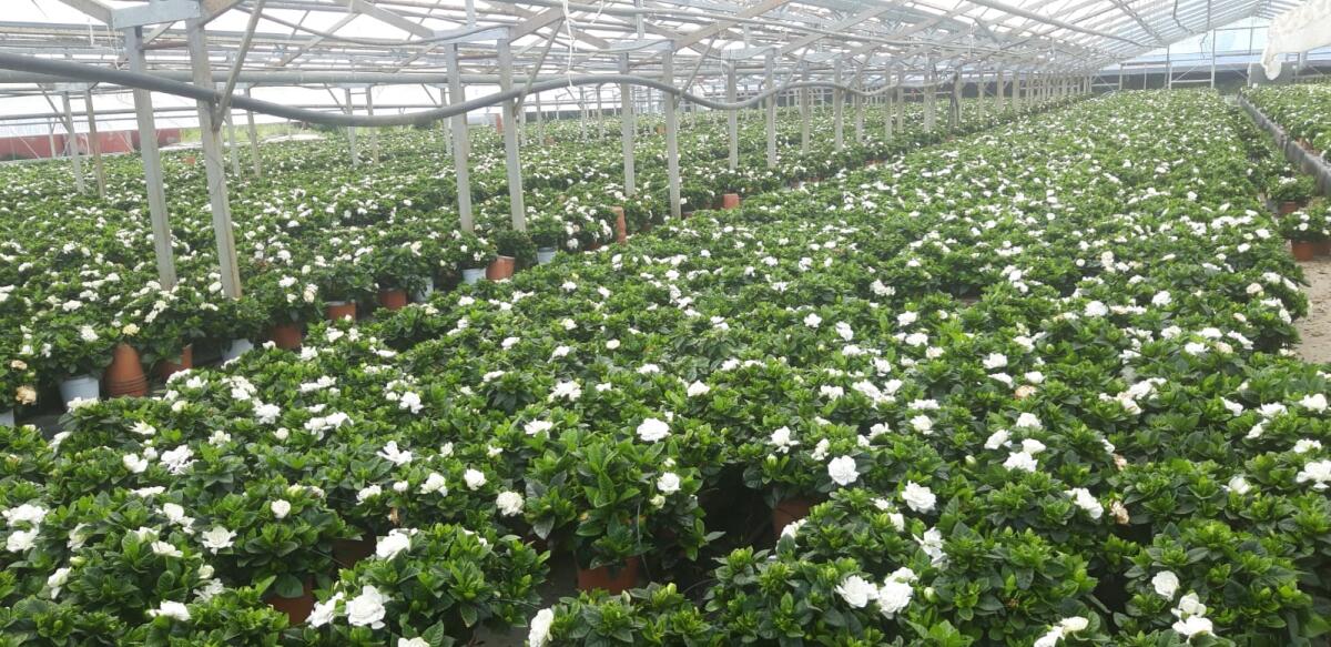 Iniziative a sostegno del comparto florovivaistico, 16 comuni pontini collegati alla videoconferenza - 