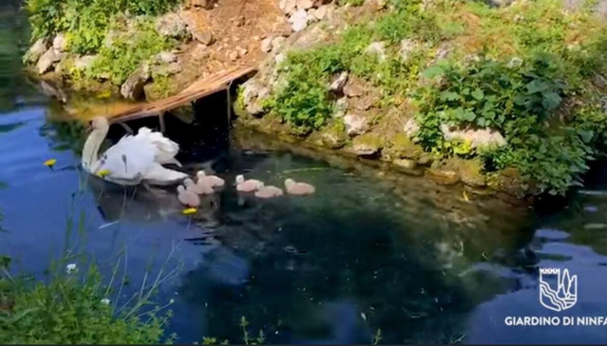 Ai Giardini di Ninfa nascono 6 nuovi piccoli cigni: "Scegliamo i nomi insieme" VIDEO - 
