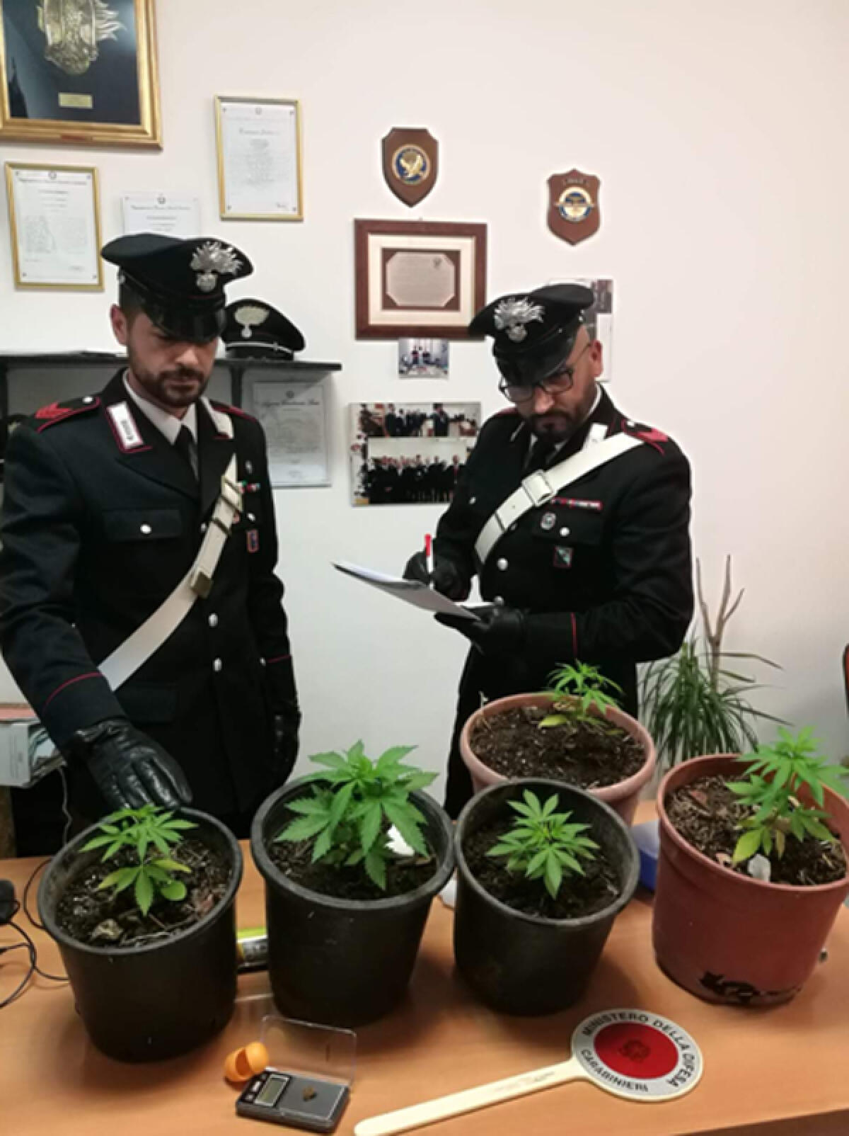 Marijuana  coltivata in casa, 42enne denunciato - 