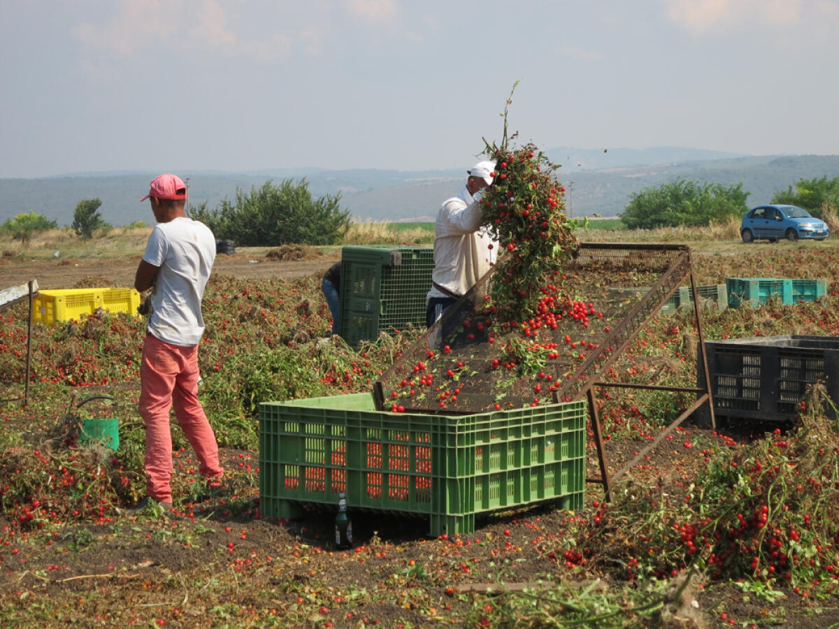 Sfruttamento e violenze al bracciante agricolo a Terracina, la Uil offre assistenza sindacale - 