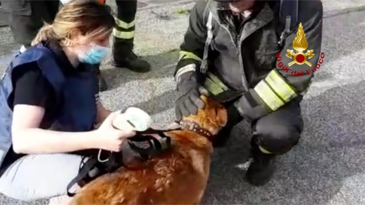 Cani salvati dai vigili del fuoco ad Aprilia e Sezze FOTO - 