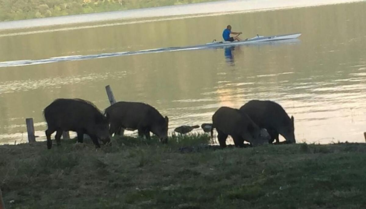 Cinghiali si avvicinano alle sponde del Lago Albano, scatto social - 