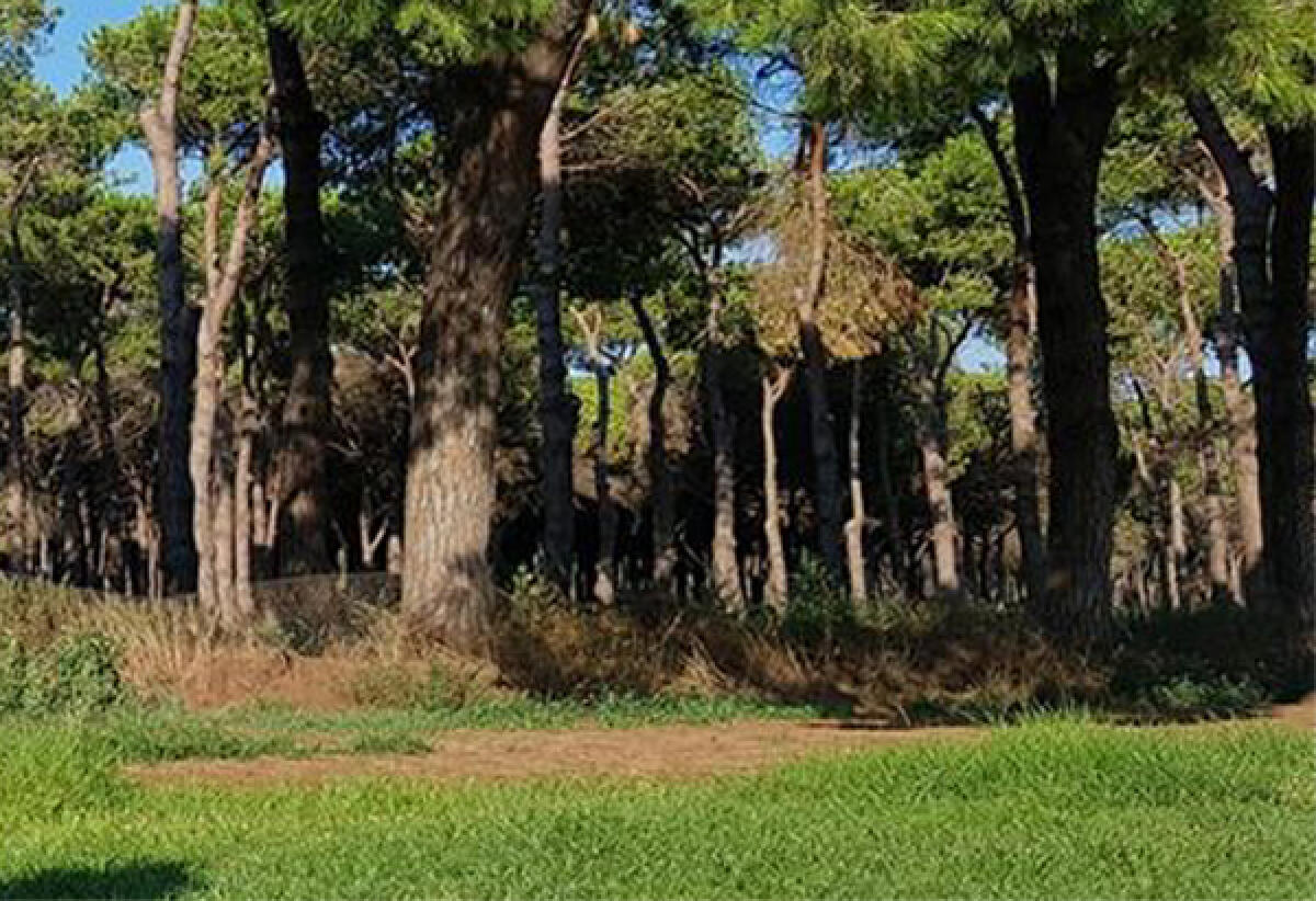 Incendio a La Campana tra Nettuno ed Aprilia, lungo interventi della Protezione Civile - 