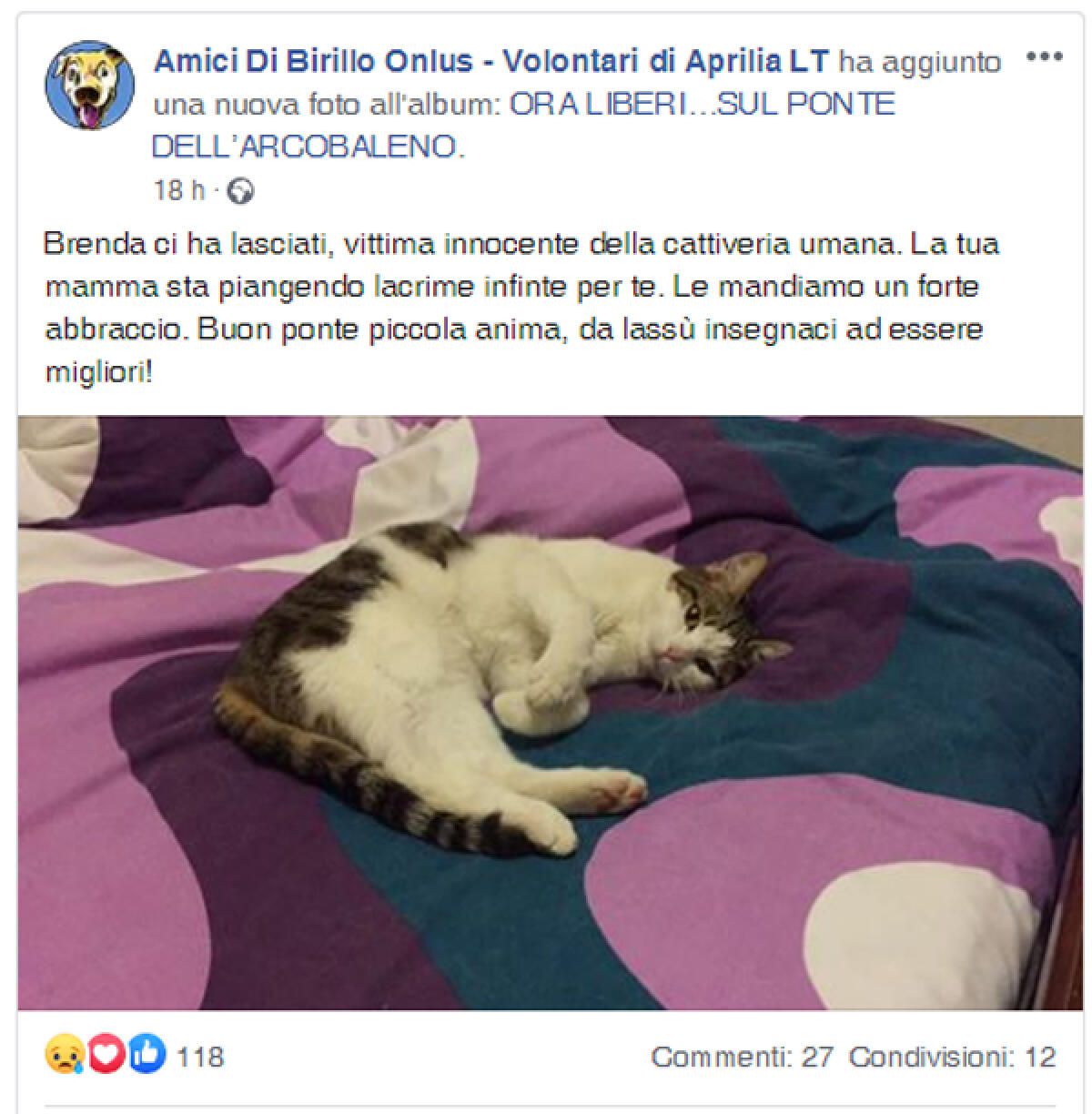 Non ce l’ha fatta Brenda, la micetta ferita con una pistola a pallini nella zona di Fossignano, ad Aprilia. - 