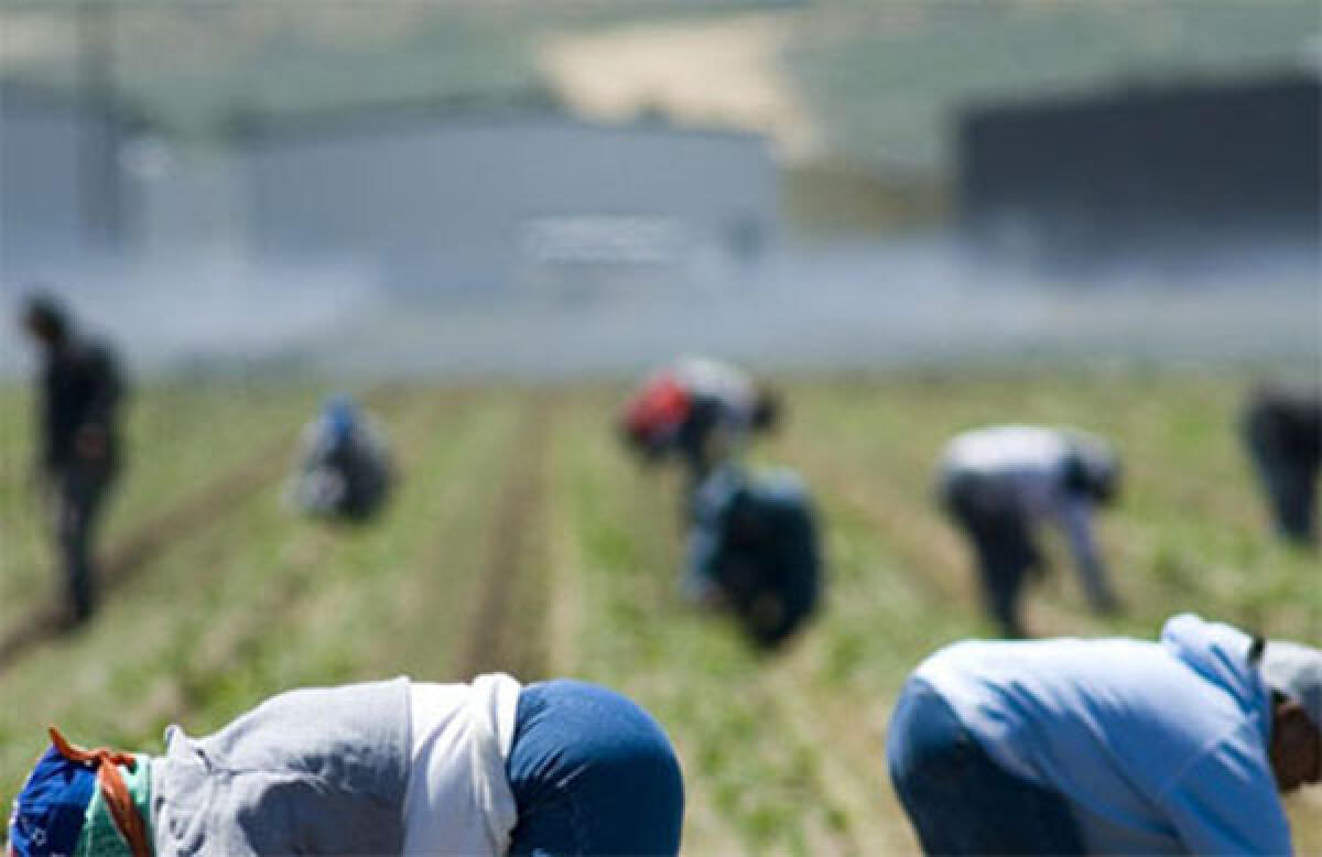 Un bracciante agricolo, vittima dello sfruttamento, si toglie la vita a Sabaudia. La denuncia del sociologo Marco Omizzolo. - 