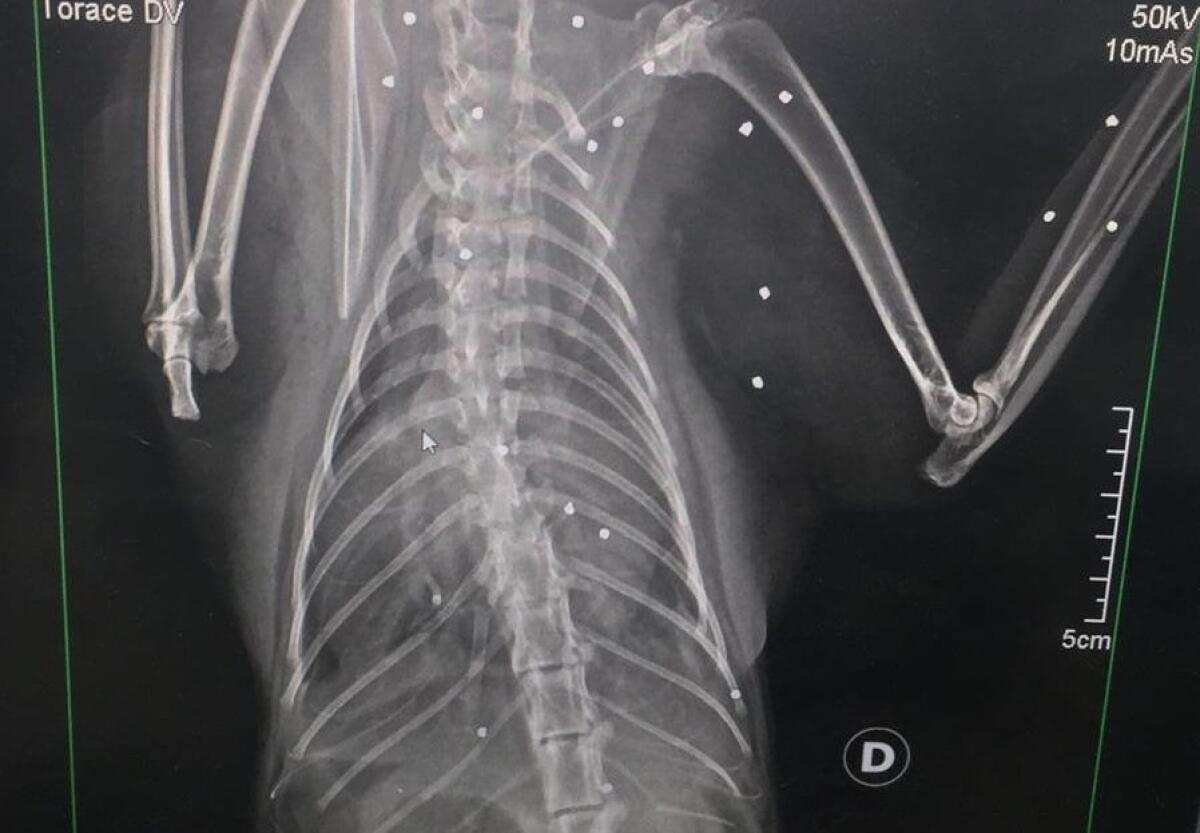 Una gattina bersagliata con una pistola a pallini nella zona di Fossignano, ad Aprilia. E’ in gravi condizioni. - 