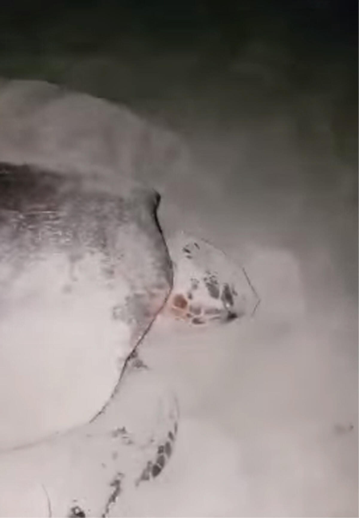 Tartaruga Caretta Caretta depone le uova sulla spiaggia di Fondi, salva grazie alle segnalazioni dei cittadini - 