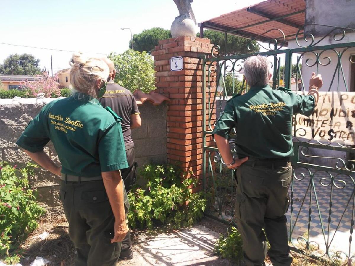 Gatto in trappola a Nettuno, tratto in salvo - 